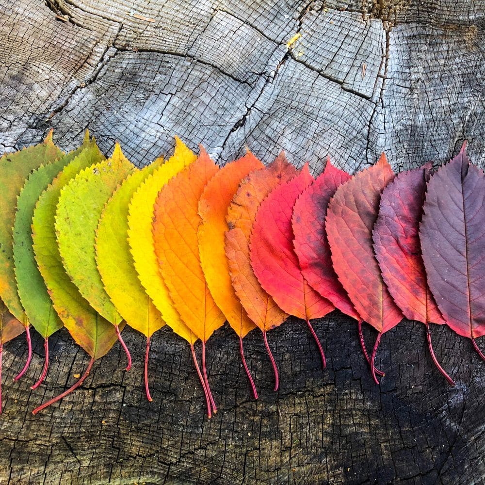Colorful autumn leaves arranged neatly