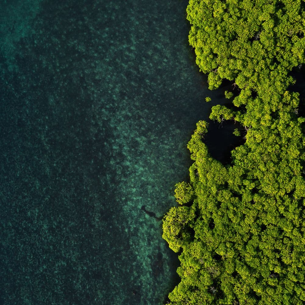 Lush green mangroves by clear water