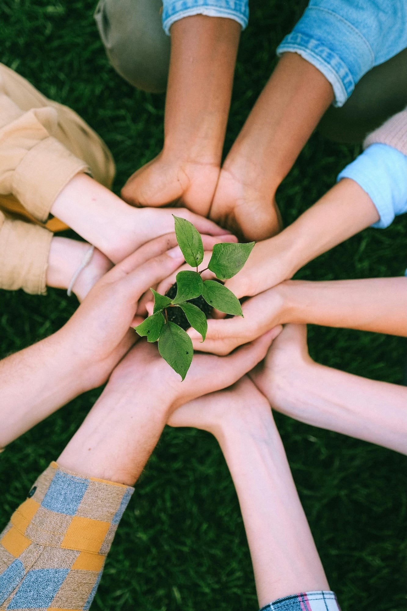 Hands together nurturing a small plant.